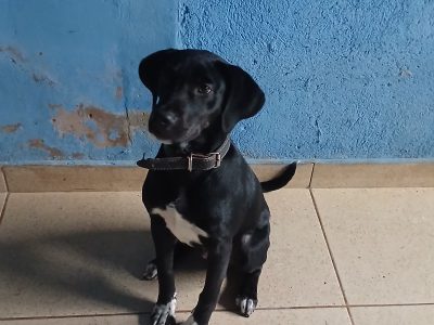 Bleck (Adoção Urgente)