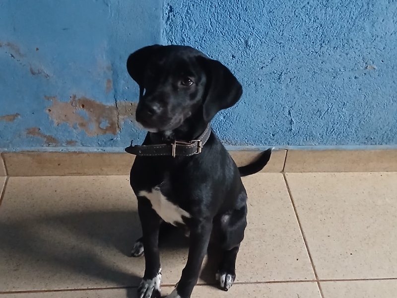 Bleck (Adoção Urgente)