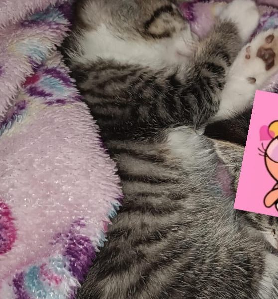 2 Gatos (Adoção Urgente)
