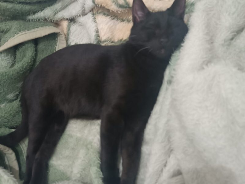 2 Gatos (Adoção Urgente)