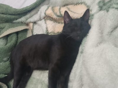 2 Gatos (Adoção Urgente)