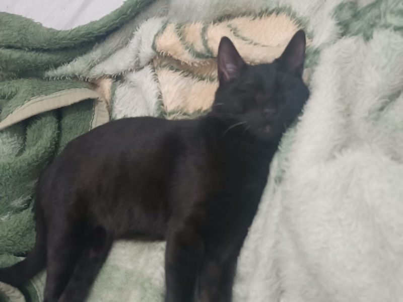 2 Gatos (Adoção Urgente)