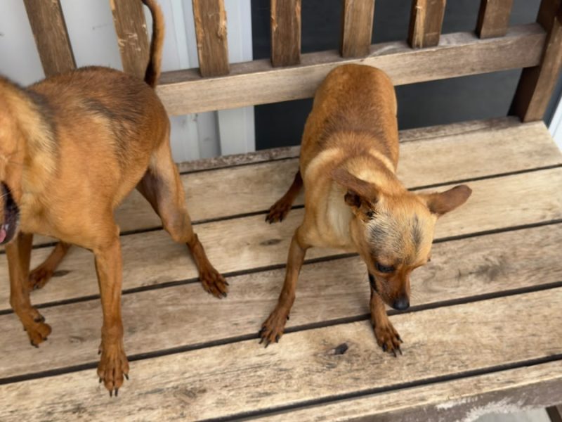 3 Cães (Adoção Urgente)