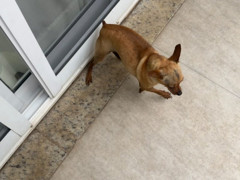 3 Cães (Adoção Urgente)
