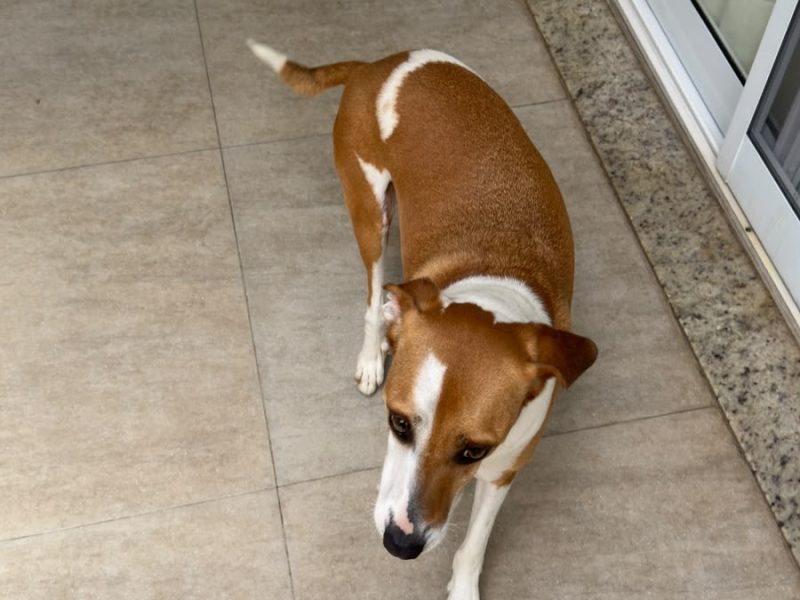 3 Cães (Adoção Urgente)