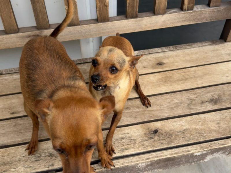 3 Cães (Adoção Urgente)