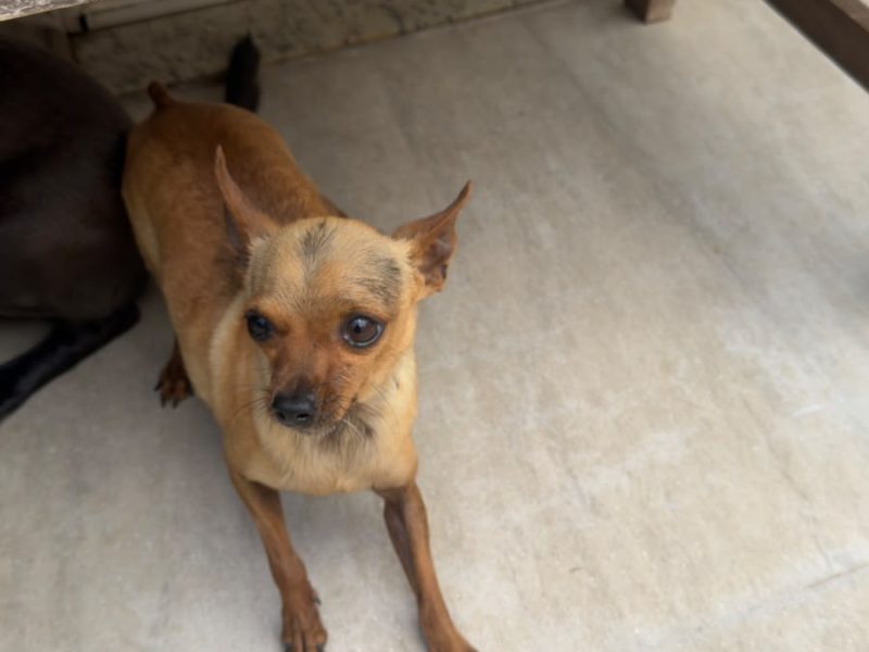 3 Cães (Adoção Urgente)
