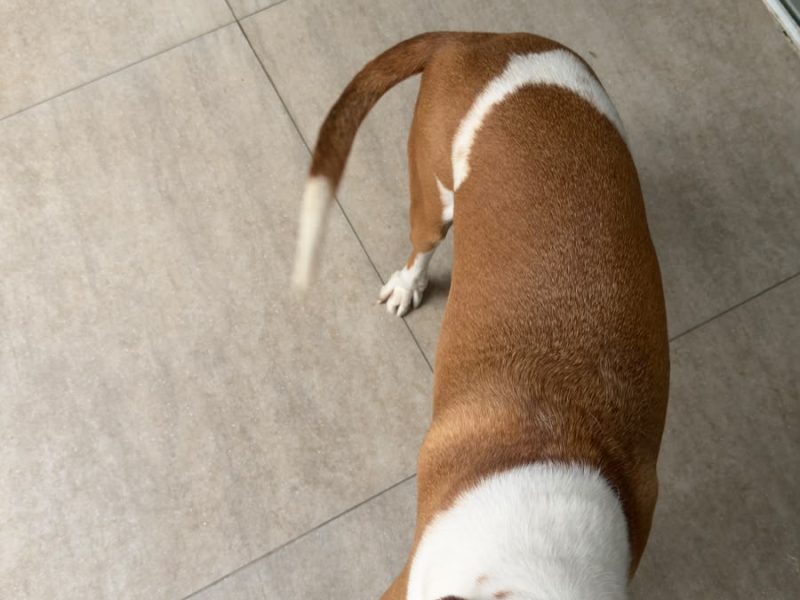 3 Cães (Adoção Urgente)
