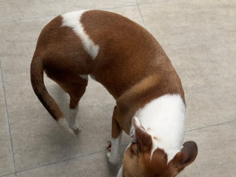 3 Cães (Adoção Urgente)