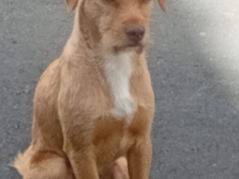 Spike (Adoção Urgente)