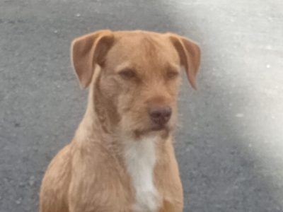Spike (Adoção Urgente)