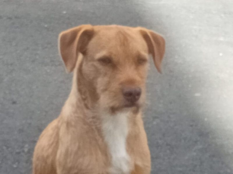 Spike (Adoção Urgente)