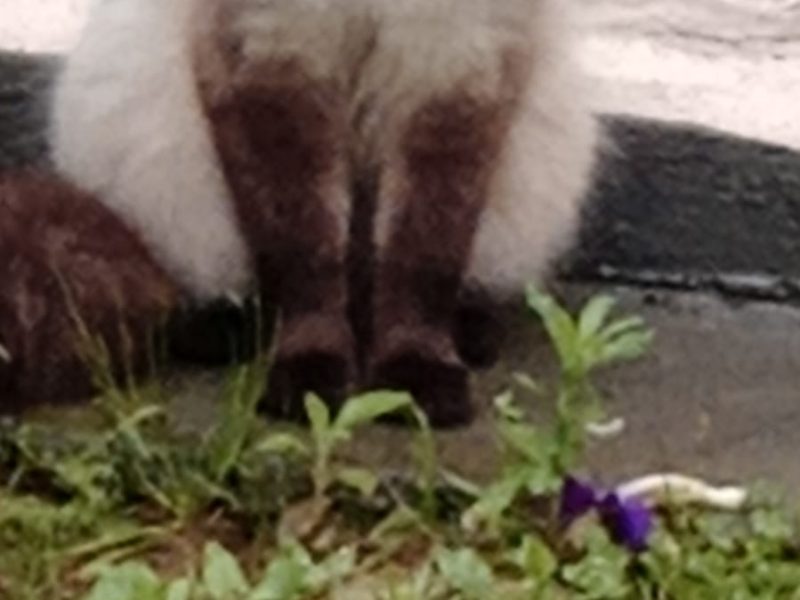 2 Gatos (Adoção Urgente)