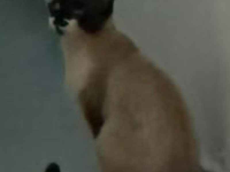 2 Gatos (Adoção Urgente)
