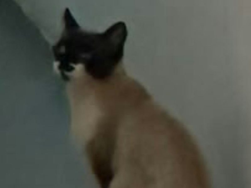 2 Gatos (Adoção Urgente)