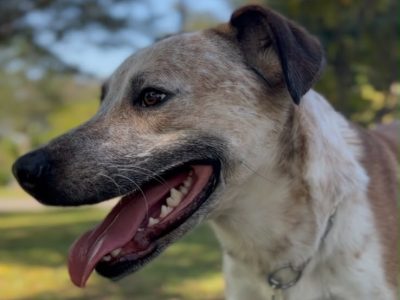Chico (Adoção Urgente)