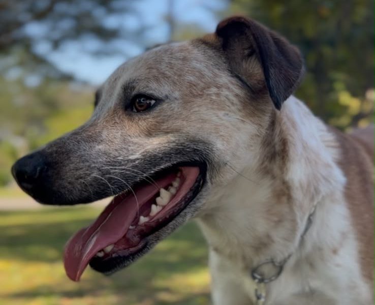 Chico (Adoção Urgente)