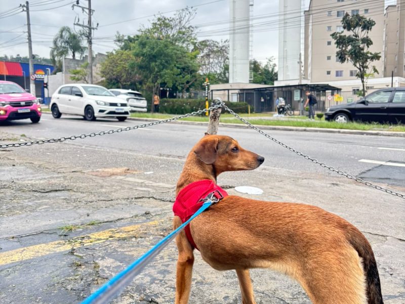 Dumbo (Adoção Urgente)