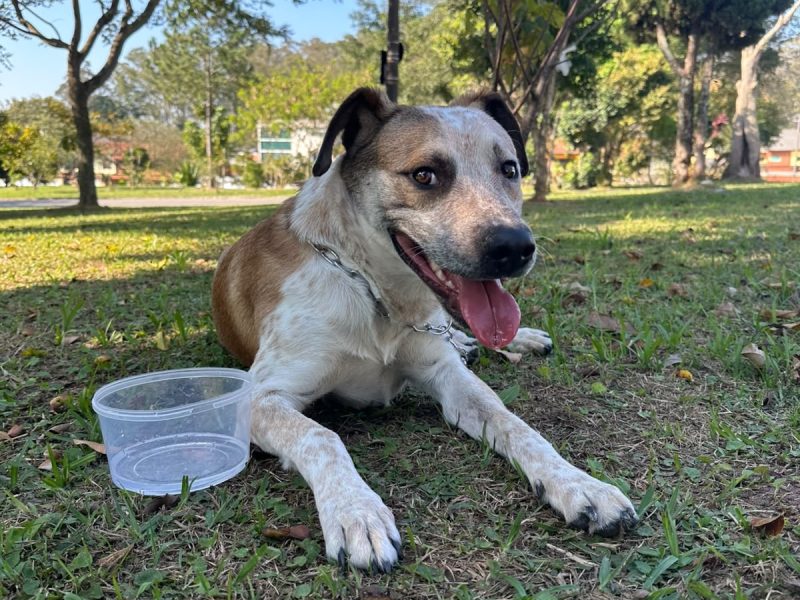 Chico (Adoção Urgente)