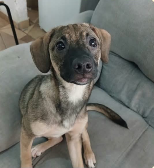 Bebel (Adoção Urgente)