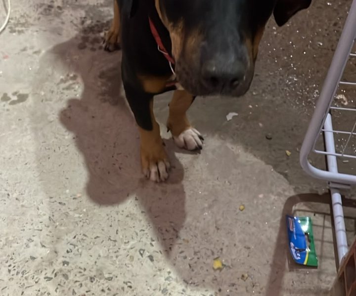 Tom (Adoção Urgente)